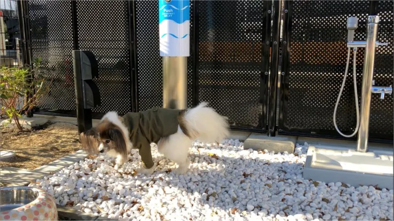 perro-osaka.JPG