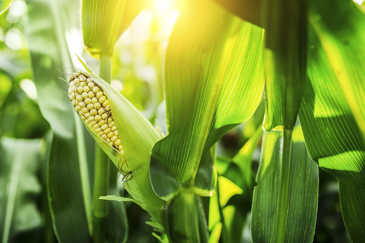 Monsanto ha estado concentrada últimamente en ganar participación en el mercado convencional de maíz en Ucrania. (Foto: Getty Images)