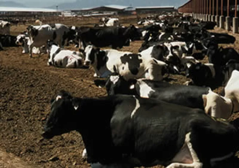 Chihuahua y Veracruz cuentan con el 80% del total de cabezas de ganado bovino de México. (Foto: Gilberto Contreras)