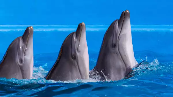 delfines-cabeza-botella