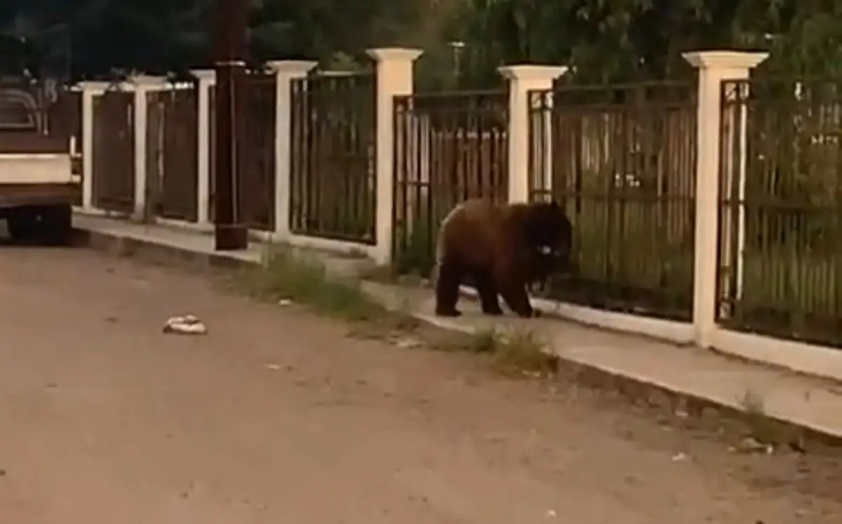 oso-negro-cumpas-sonora-.jpeg