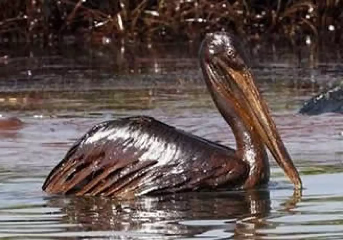 Se estima que se han derramado mas de 83,955,500 galones de petróleo. (Foto: Reuters)
