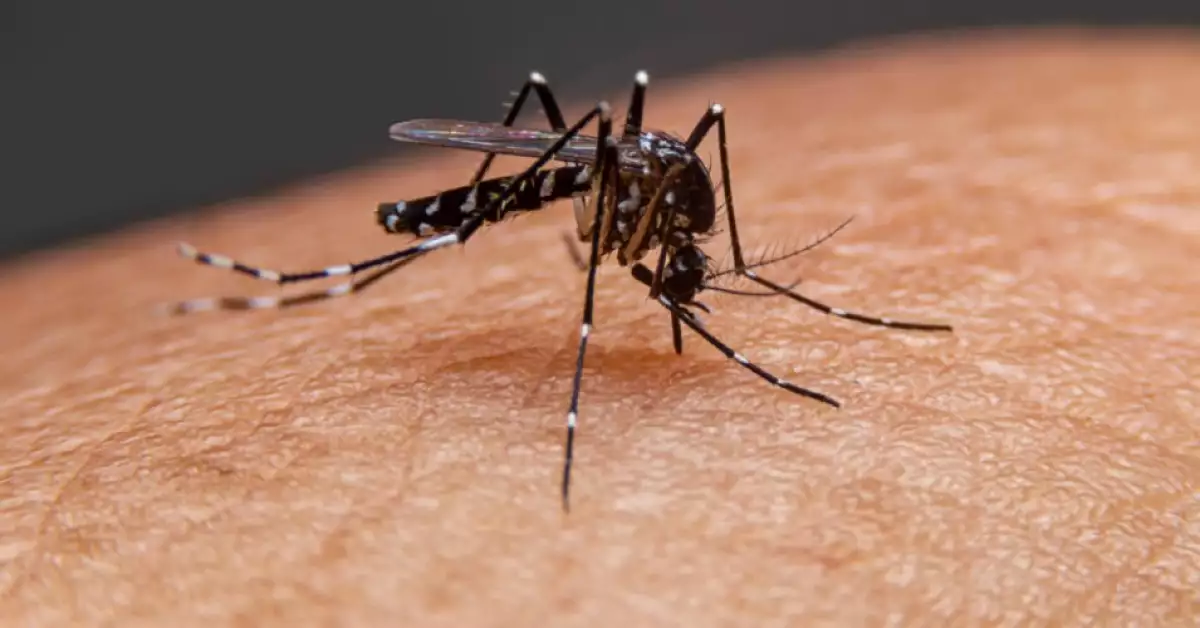 ¡Vuelve el dengue! Casos en aumento en Yucatán y Quintana Roo