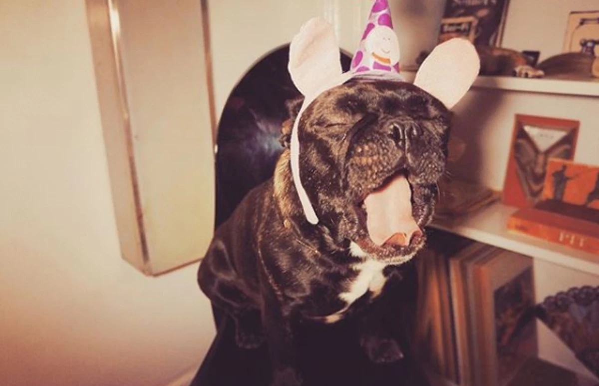 Perrito-Lady-Gaga
