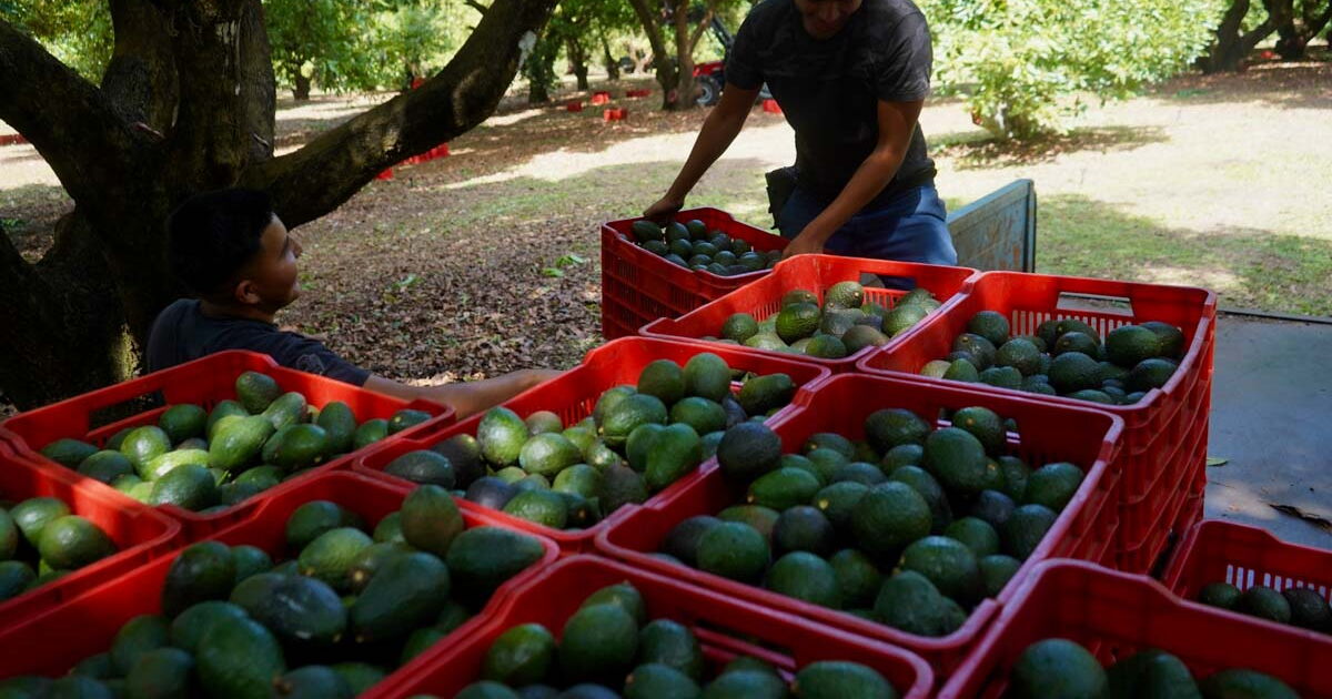 #Çizgiler Arasında |  Avokado, şantaj için bir güç avı