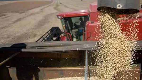 Soya