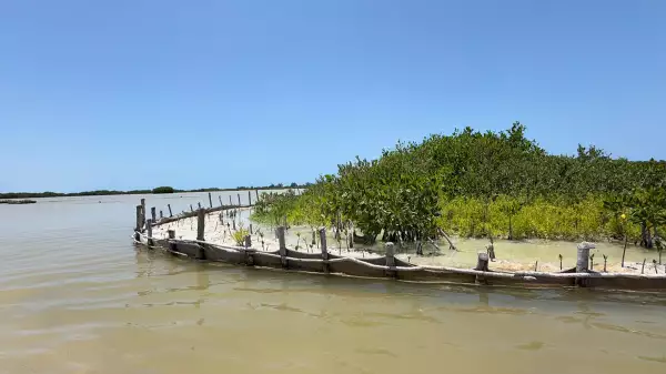 manglares yucatán