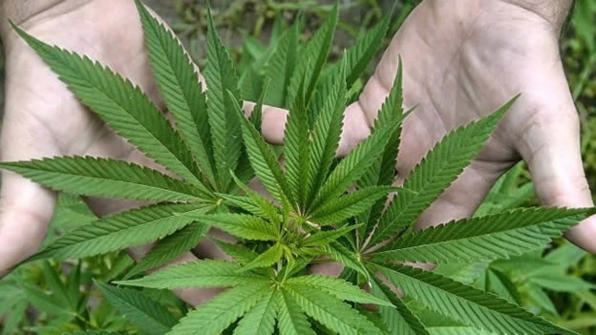 marihuana-bebidas