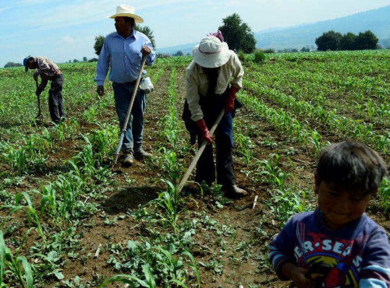 campo mexicano