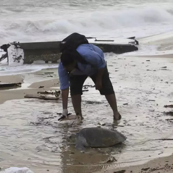 Odile Polo playa Medano tortuga