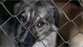 _pena-por-maltrato-animal (1).jpg