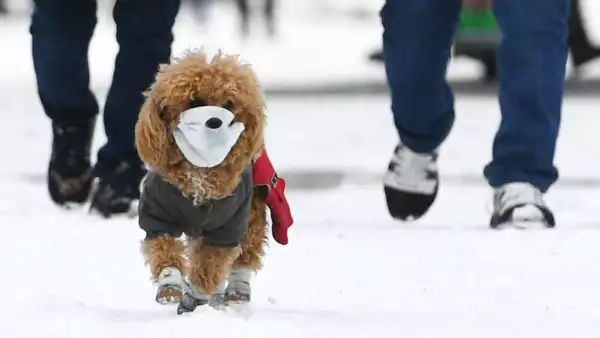Mascotas coronavirus
