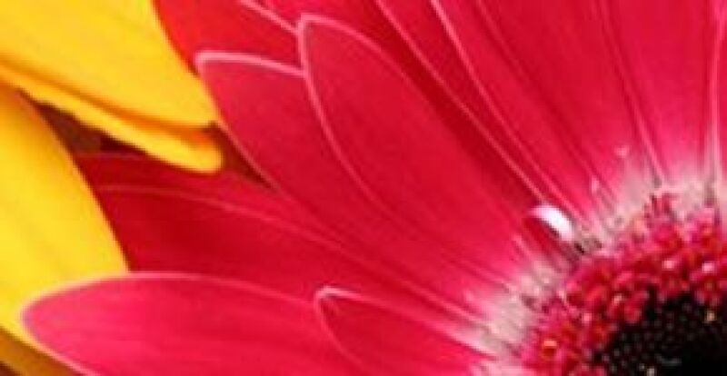 Así como existen flores para cada estación, la hora del día también es un tema a considerar.