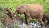 Una mamá elefante ayudando a su hijo elefante a subir una pequeña pendiente.