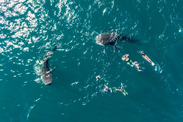 Foto aérea de dos tiburones ballena nadando en libertad y de forma pacífica con tres humanos.