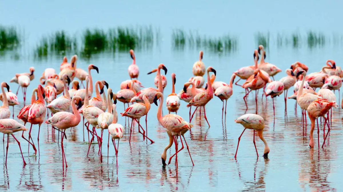 Kenia