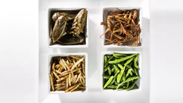 La venta de insectos comestibles se convirtió en nicho para Be-Xoo. (Foto: Getty Images )