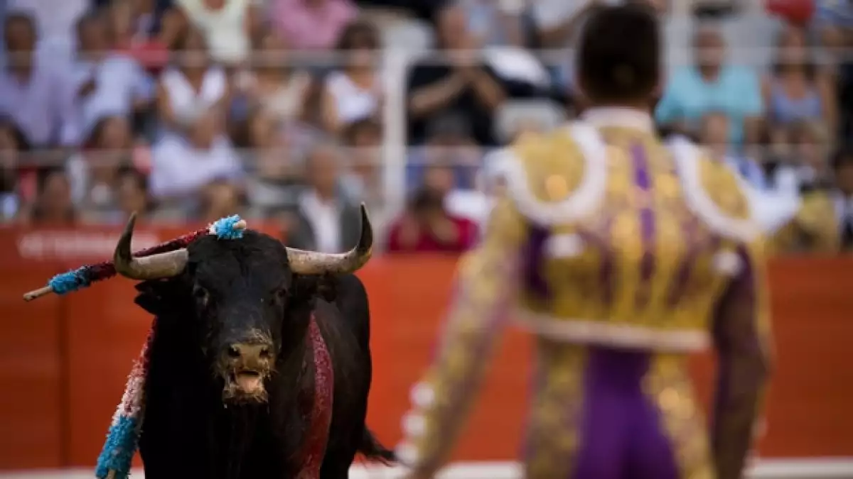 toreo toros corridas