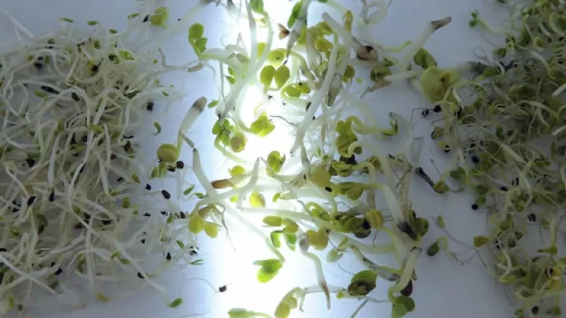 germinados de alfalfa, rabano y brocoli