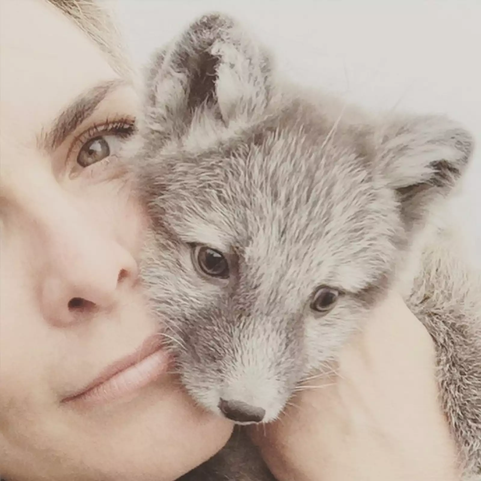 Como buena animal lover, la conductora no pudo resistirse a la ternura de la zorra ártica.