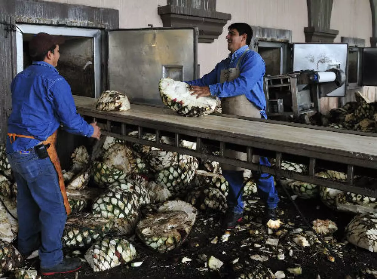 producci�n de tequila