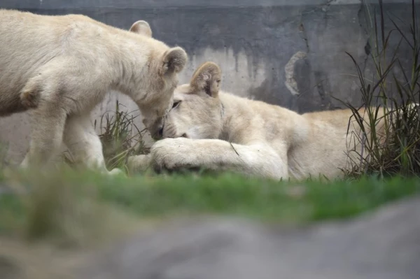 Leones blancos