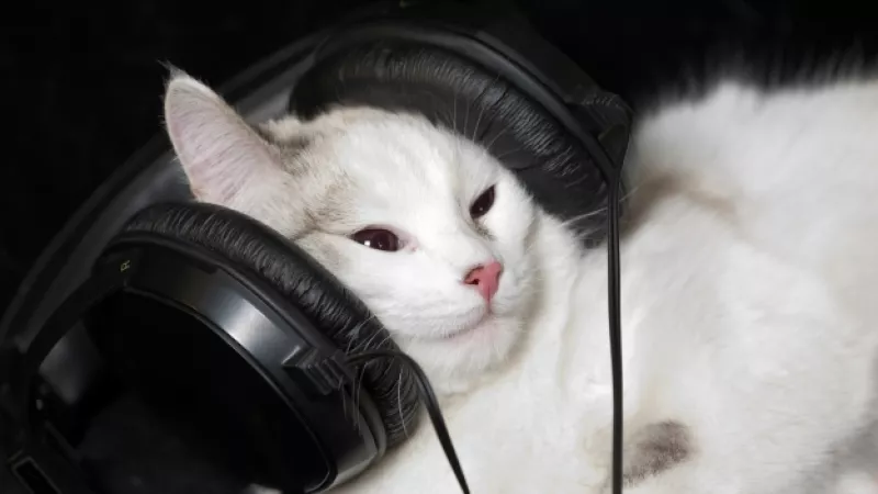 gato audifonos
