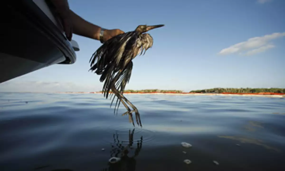 El pozo petrolero de BP explotó en el Golfo de México provocando el derrame de 50 millones de litros. (Foto: AP)