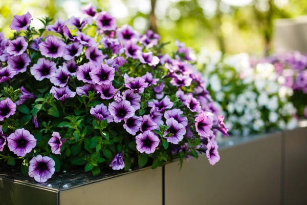 Petunias