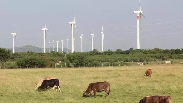 Cómo el gobierno federal ha detenido el crecimiento de la energía eólica