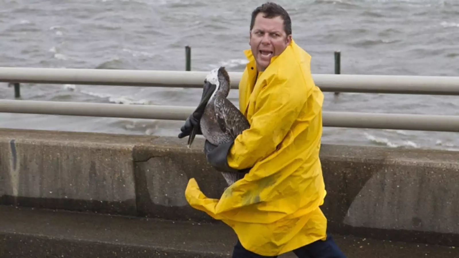 un trabajador rescata a un pelicano