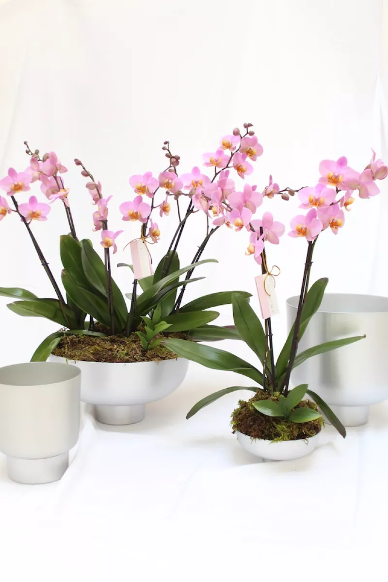orquidee