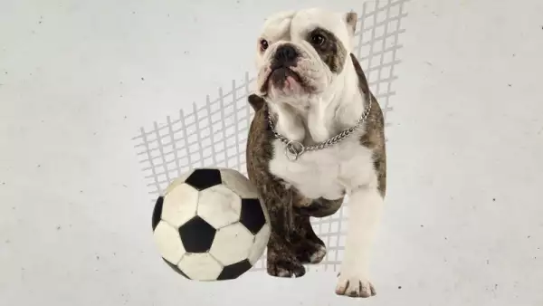 Pet-friendly-Estadio-Querétaro