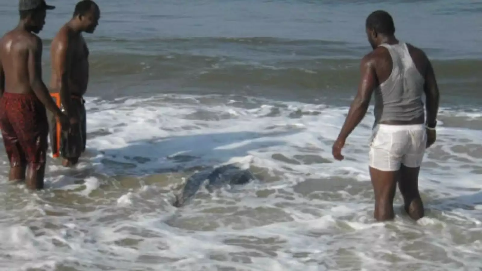 tortugas baula gabon 05