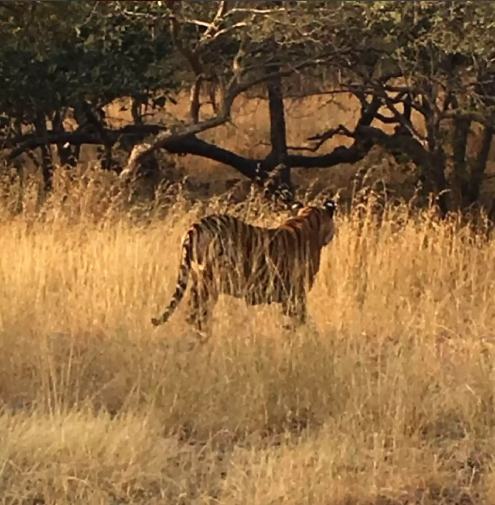 Aquí en la Ranthambhore Tiger Reserve.