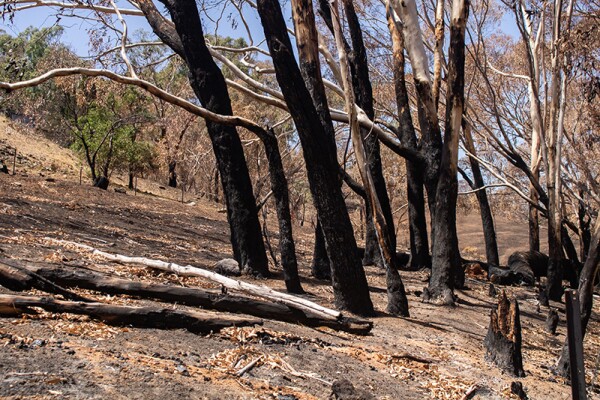 Bushfires in Australia - 17 Jan 2020
