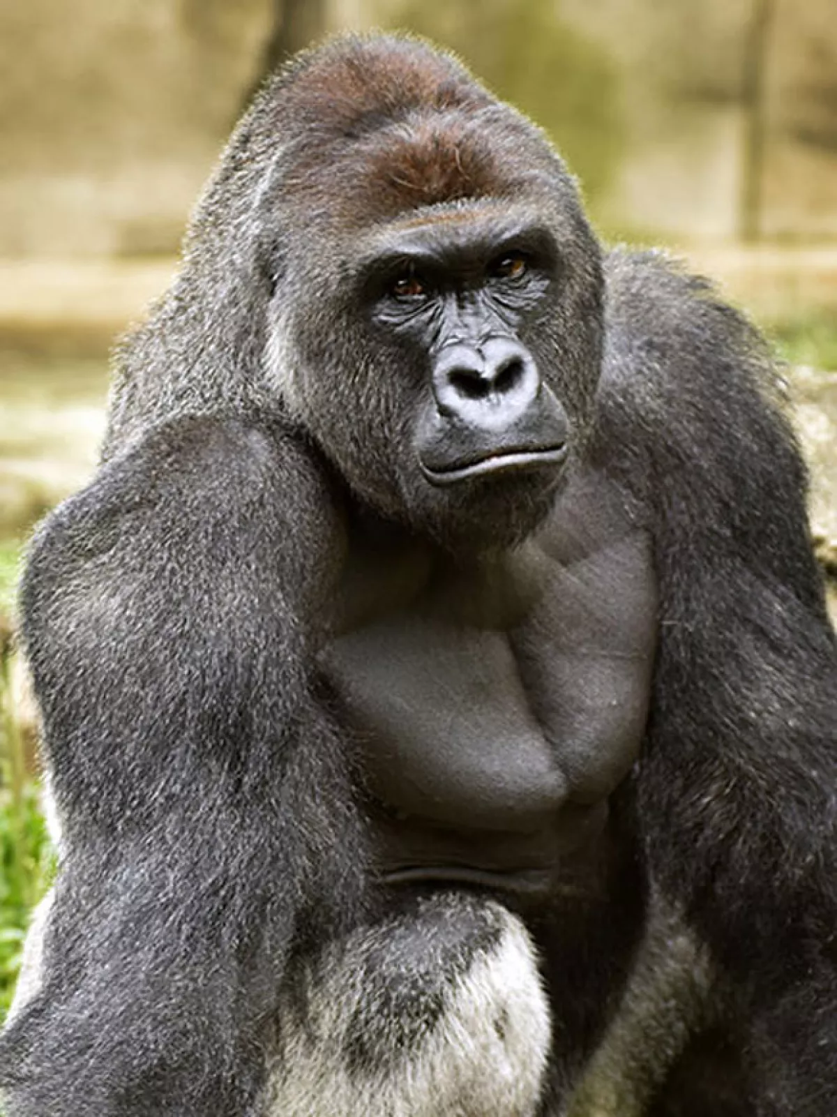 Harambe tenía 17 años.
