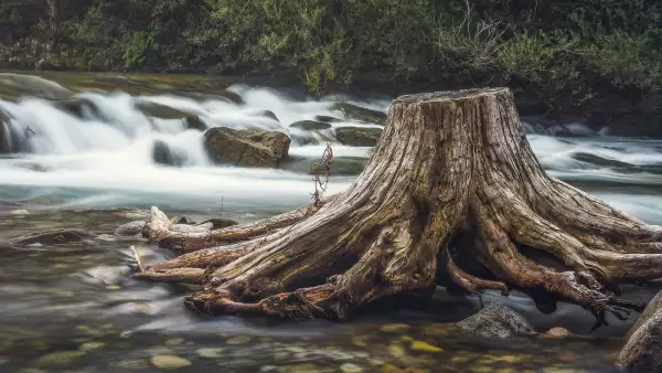 Tronco en el río tendencia