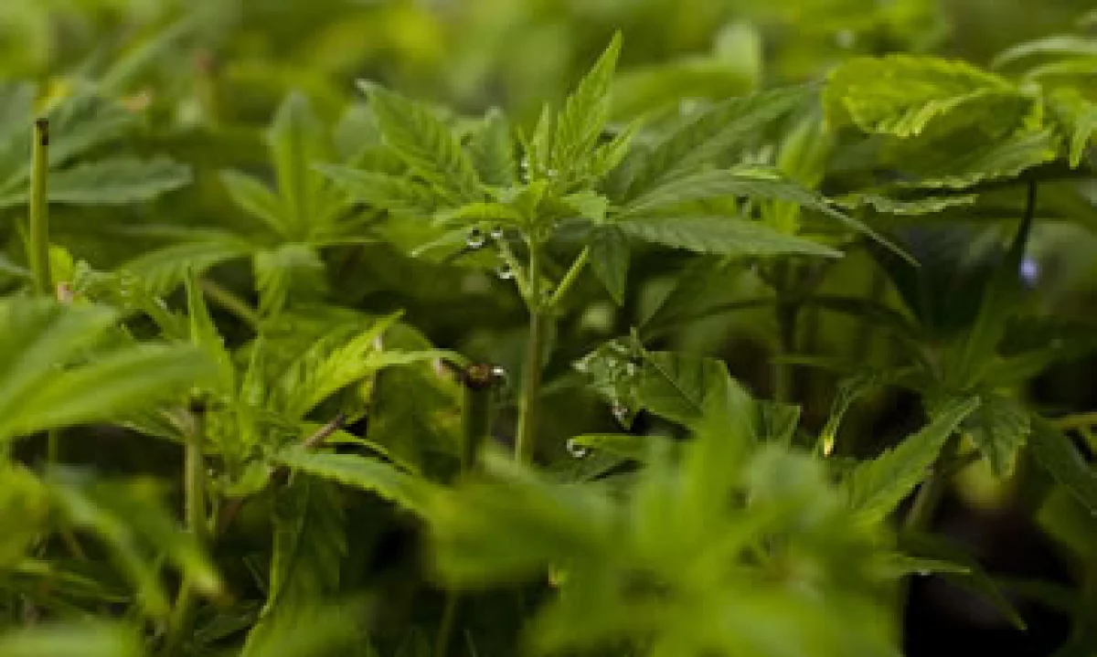 El cannabidiol, contrario al tetrahidrocannabidiol, no está prohibido en México. (Foto: Getty Images)