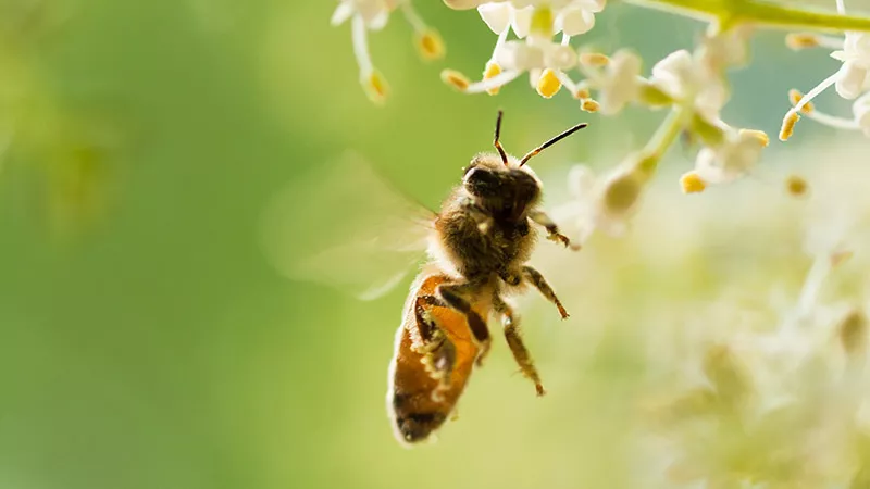 Abeja