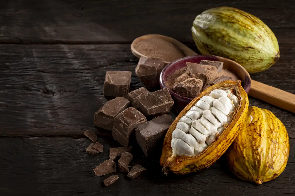 cacao y chocolate