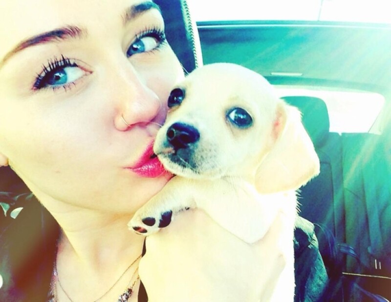 Miley Cyrus nos presenta a Bean.