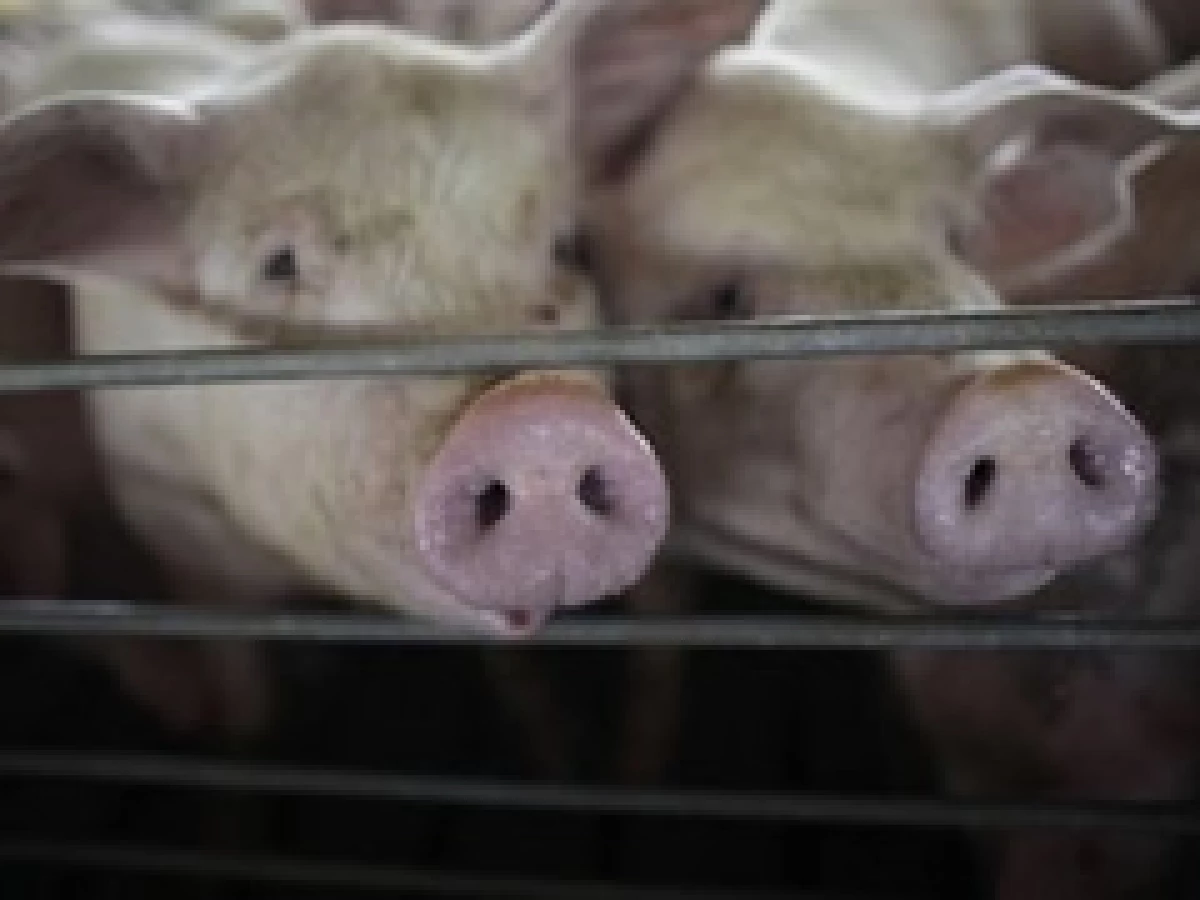 Actualmente China restringe la entrada de carne de cerdo mexicana (Foto: AP)