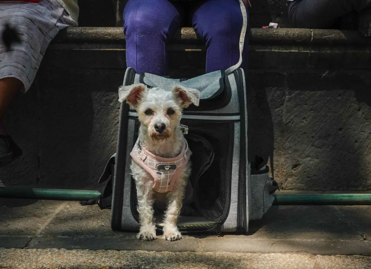 Paseo Perritos-2