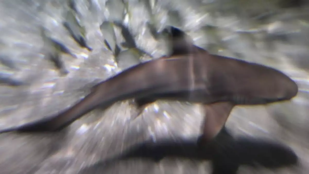 tiburón