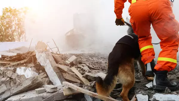 Perros de rescate