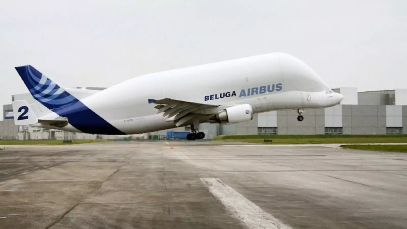 beluga
