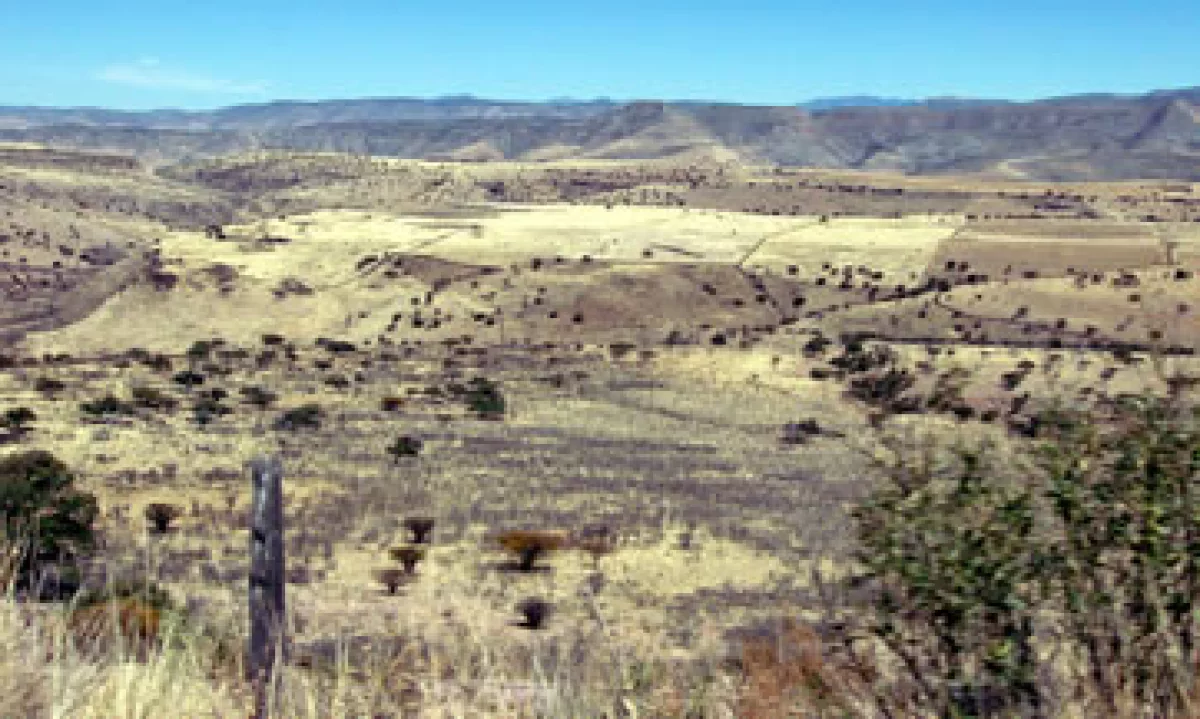 Los fondos del Banco Mundial también se destinarán a bosques sustentables a nivel comunitario. (Foto: Notimex)