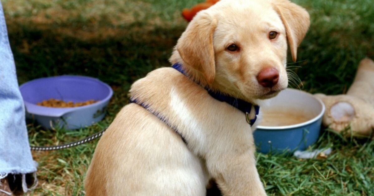 puedes donar comida para perros a los refugios