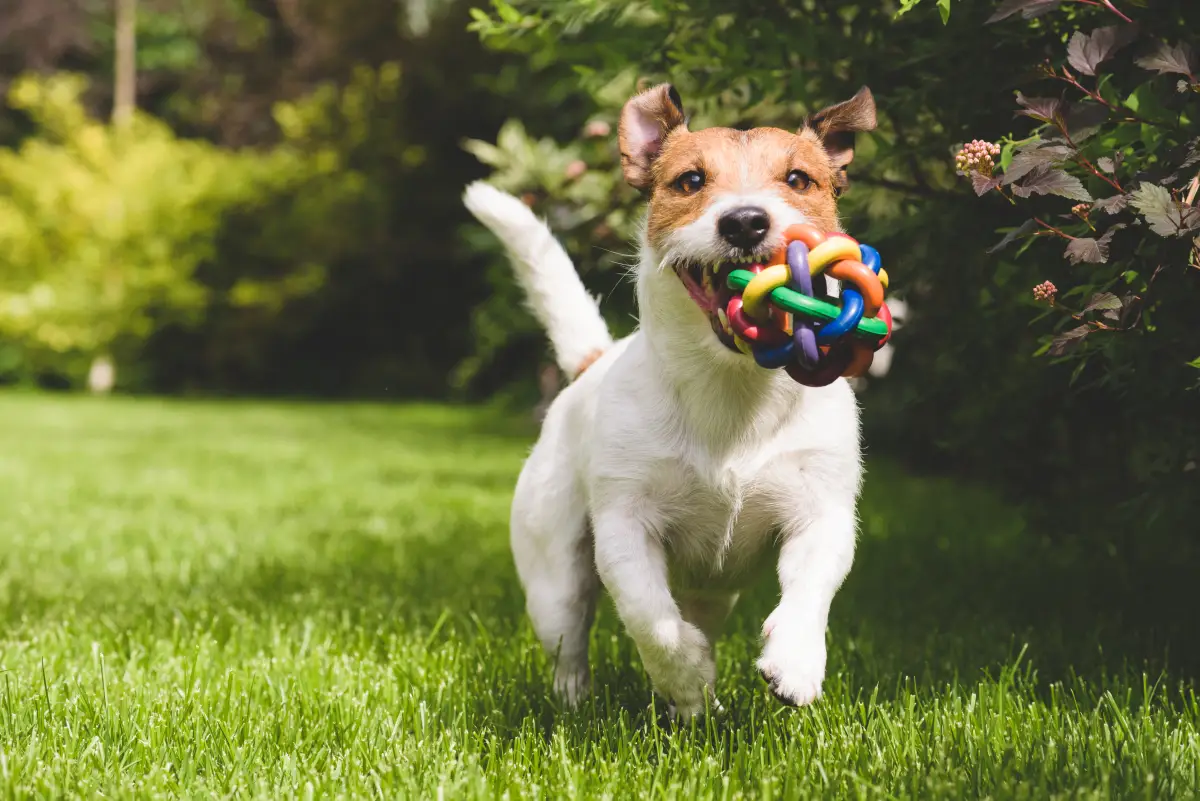 accesorios-para-perros